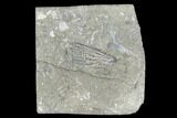 Hylodecrinus Crinoid Fossil - Crawfordsville, Indiana #94788-1
